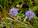 Zandblauwtje [15862] 06-jul-2019 (kanaal Almelo-Nordhorn, Denekamp)